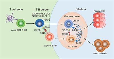 The OX40/OX40L Axis Regulates T Follicular Helper Cell Differentiation: Implications for Autoimmune Diseases